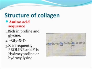 Structure of collagen
Amino acid
  sequence
1.Rich in proline and
  glycine.
2. –Gly-X-Y-
3.X is frequently
  PROLINE and Y is
  Hydroxyproline or
  hydroxy lysine
 
