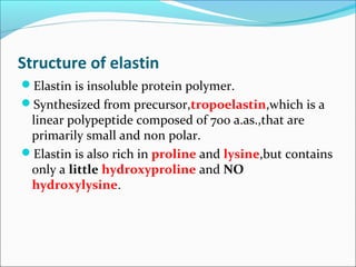 Structure of elastin
Elastin is insoluble protein polymer.
Synthesized from precursor,tropoelastin,which is a
 linear polypeptide composed of 700 a.as.,that are
 primarily small and non polar.
Elastin is also rich in proline and lysine,but contains
 only a little hydroxyproline and NO
 hydroxylysine.
 