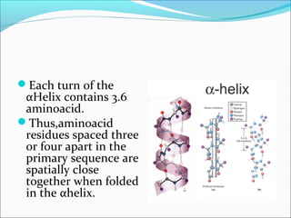 Each turn of the
 αHelix contains 3.6
 aminoacid.
Thus,aminoacid
 residues spaced three
 or four apart in the
 primary sequence are
 spatially close
 together when folded
 in the αhelix.
 