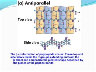 The β conformation of polypeptide chains. These top and
side views reveal the R groups extending out from the
  β sheet and emphasize the pleated shape described by
  the planes of the peptide bonds
 