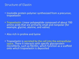 Structure of Elastin
• Insoluble protein polymer synthesized from a precursor,
tropoelastin
• Tropoelastin: Linear polypeptide composed of about 700
amino acids that are primarily small and nonpolar (for
example, glycine, alanine, and valine)
• Also rich in proline and lysine
• Tropoelastin is secreted by the cell into the extracellular
space. There it interacts with specific glycoprotein
microfibrils, such as fibrillin, which function as a scaffold
onto which tropoelastin is deposited
 