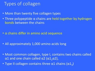Types of collagen
• More than twenty five collagen types
• Three polypeptide α chains are held together by hydrogen
bonds between the chains
• α chains differ in amino acid sequence
• All approximately 1,000 amino acids long
• Most common collagen, type I, contains two chains called
α1 and one chain called α2 (α12α2),
• Type II collagen contains three α1 chains (α13)
 