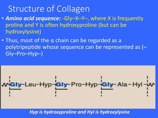 Structure of Collagen
• Amino acid sequence: -Gly–X–Y–, where X is frequently
proline and Y is often hydroxyproline (but can be
hydroxylysine)
• Thus, most of the α chain can be regarded as a
polytripeptide whose sequence can be represented as (–
Gly–Pro–Hyp–)
Hyp is hydroxyproline and Hyl is hydroxylysine
 