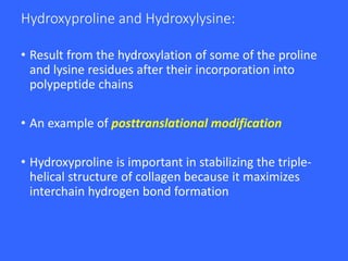 Hydroxyproline and Hydroxylysine:
• Result from the hydroxylation of some of the proline
and lysine residues after their incorporation into
polypeptide chains
• An example of posttranslational modification
• Hydroxyproline is important in stabilizing the triple-
helical structure of collagen because it maximizes
interchain hydrogen bond formation
 