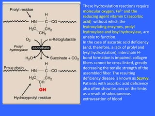 These hydroxylation reactions require
molecular oxygen, Fe2+ and the
reducing agent vitamin C (ascorbic
acid) without which the
hydroxylating enzymes, prolyl
hydroxylase and lysyl hydroxylase, are
unable to function.
In the case of ascorbic acid deficiency
(and, therefore, a lack of prolyl and
lysyl hydroxylation), interchain H-
bond formation is impaired, collagen
fibers cannot be cross-linked, greatly
decreasing the tensile strength of the
assembled fiber. The resulting
deficiency disease is known as Scurvy.
Patients with ascorbic acid deficiency
also often show bruises on the limbs
as a result of subcutaneous
extravasation of blood
 