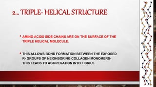 2… TRIPLE- HELICAL STRUCTURE
• AMINO ACIDS SIDE CHAINS ARE ON THE SURFACE OF THE
TRIPLE HELICAL MOLECULE.
• THIS ALLOWS BOND FORMATION BETWEEN THE EXPOSED
R- GROUPS OF NEIGHBORING COLLAGEN MONOMERS-
THIS LEADS TO AGGREGATION INTO FIBRILS.
 
