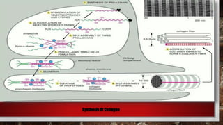 Synthesis Of Collagen
 