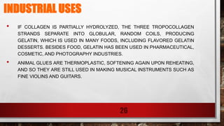 INDUSTRIAL USES
• IF COLLAGEN IS PARTIALLY HYDROLYZED, THE THREE TROPOCOLLAGEN
STRANDS SEPARATE INTO GLOBULAR, RANDOM COILS, PRODUCING
GELATIN, WHICH IS USED IN MANY FOODS, INCLUDING FLAVORED GELATIN
DESSERTS. BESIDES FOOD, GELATIN HAS BEEN USED IN PHARMACEUTICAL,
COSMETIC, AND PHOTOGRAPHY INDUSTRIES.
• ANIMAL GLUES ARE THERMOPLASTIC, SOFTENING AGAIN UPON REHEATING,
AND SO THEY ARE STILL USED IN MAKING MUSICAL INSTRUMENTS SUCH AS
FINE VIOLINS AND GUITARS.
26
 