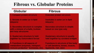 Fibrous vs. Globular Proteins
1. Compact protein structure Extended protein structure
2. Soluble in water (or in lipid Insoluble in water (or in lipid
bilayers) bilayers)
3. Secondary structure is complex Secondary structure is simple
with a mixture of a-helix, b-sheet based on one type only
and loop structures
4. Quaternary structure is held Quaternary structure is usually
together by noncovalent forces held together by covalent bridges
5. Functions in all aspects of Functions in structure of the body
metabolism (enzymes, transport, or cell (tendons, bones, muscle,
immune protection, hormones, etc). ligaments, hair, skin)
Globular Fibrous
 