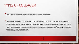 TYPES OF COLLAGEN
•THE TYPES OF COLLAGEN ARE DESIGNATED BY ROMAN NUMERALS.
•THE COLLAGEN GENES ARE NAMED ACCORDING TO THE COLLAGEN TYPE, WRITTEN IN ARABIC
NUMERALS FOR THE GENE SYMBOL, FOLLOWED BY AN A AND THE NUMBER OF THE PRO Α CHAIN
THAT THEY ENCODE. THUS, THE COL1A1 AND COL1A2 GENES ENCODE THE Α1 AND Α2 CHAINS OF
TYPE I COLLAGEN, RESPECTIVELY.
7
 
