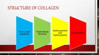 STRUCTURE OF COLLAGEN
Amino acid
sequence
Triple-helical
structure
Hydroxyproline
and
Hydroxylysine
Glycosylation
 