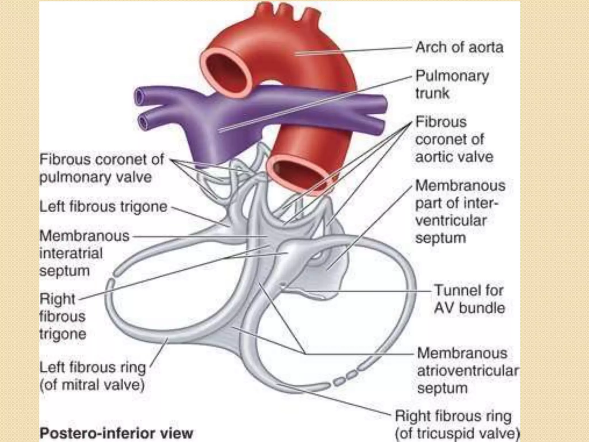 Fibrous skeleton & conducting system 2020 | PPTX