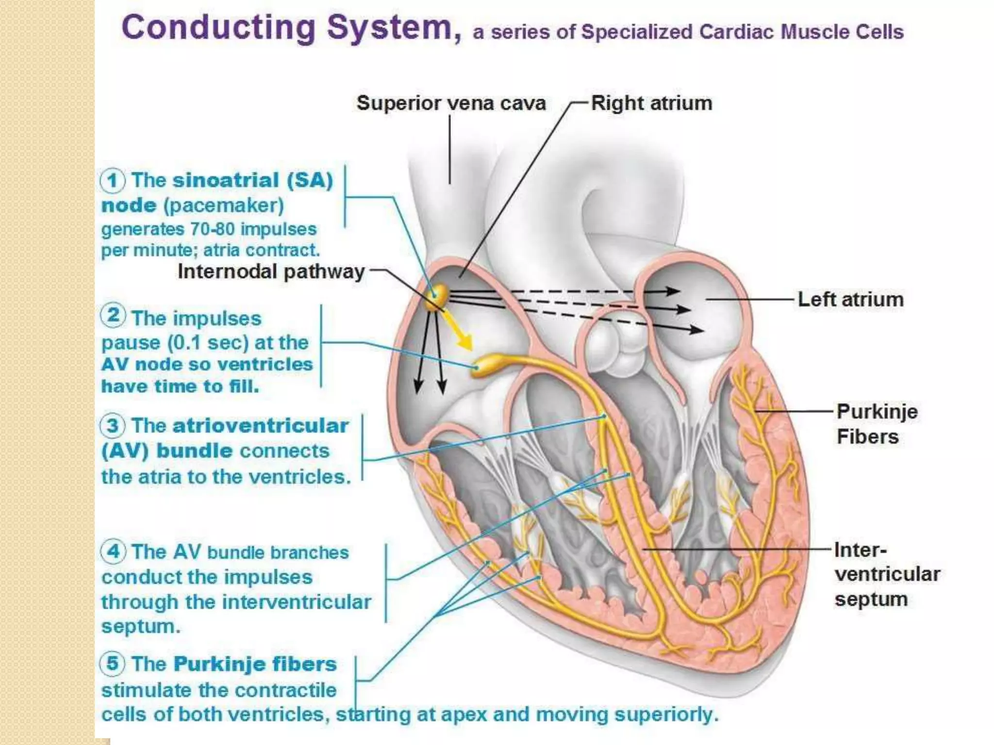 Fibrous skeleton & conducting system 2020 | PPTX