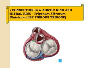 Fibrous skeleton & conducting system 2020 | PPTX