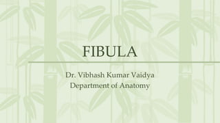 FIBULA
Dr. Vibhash Kumar Vaidya
Department of Anatomy
 