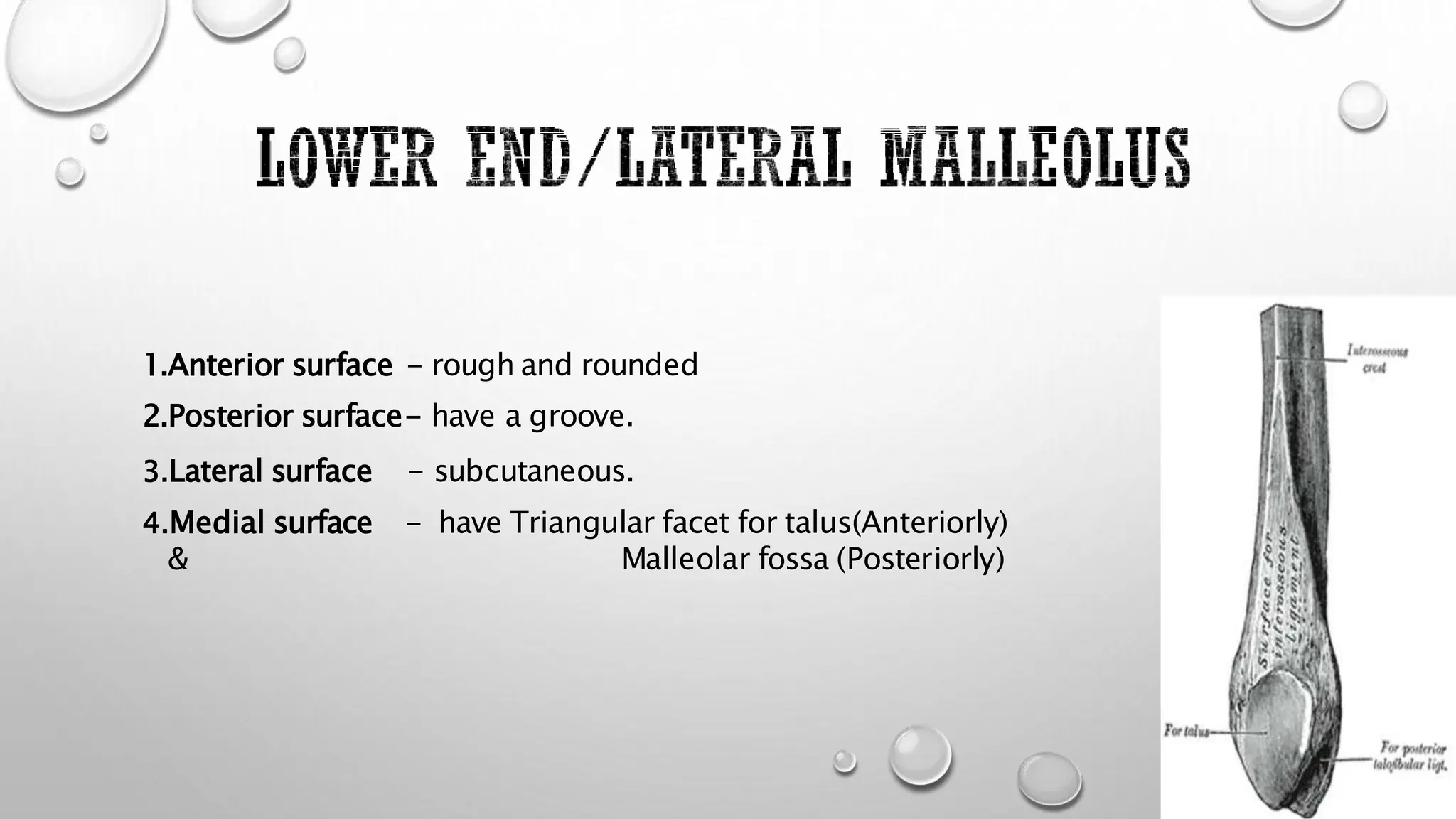 1.Anterior surface - rough and rounded
2.Posterior surface- have a groove.
3.Lateral surface - subcutaneous.
4.Medial surface - have Triangular facet for talus(Anteriorly)
& Malleolar fossa (Posteriorly)
 
