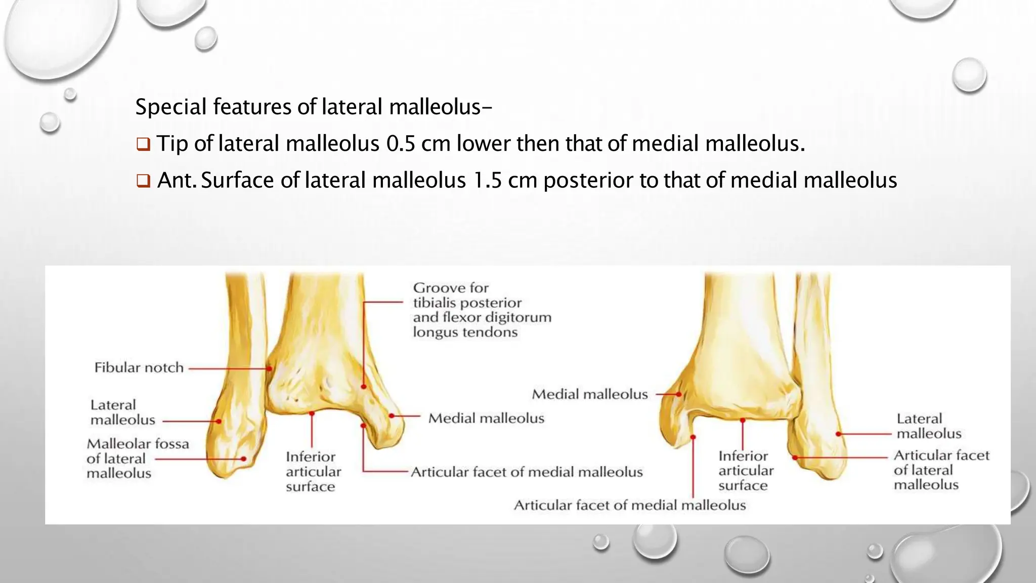 Special features of lateral malleolus-
 Tip of lateral malleolus 0.5 cm lower then that of medial malleolus.
 Ant.Surface of lateral malleolus 1.5 cm posterior to that of medial malleolus
 