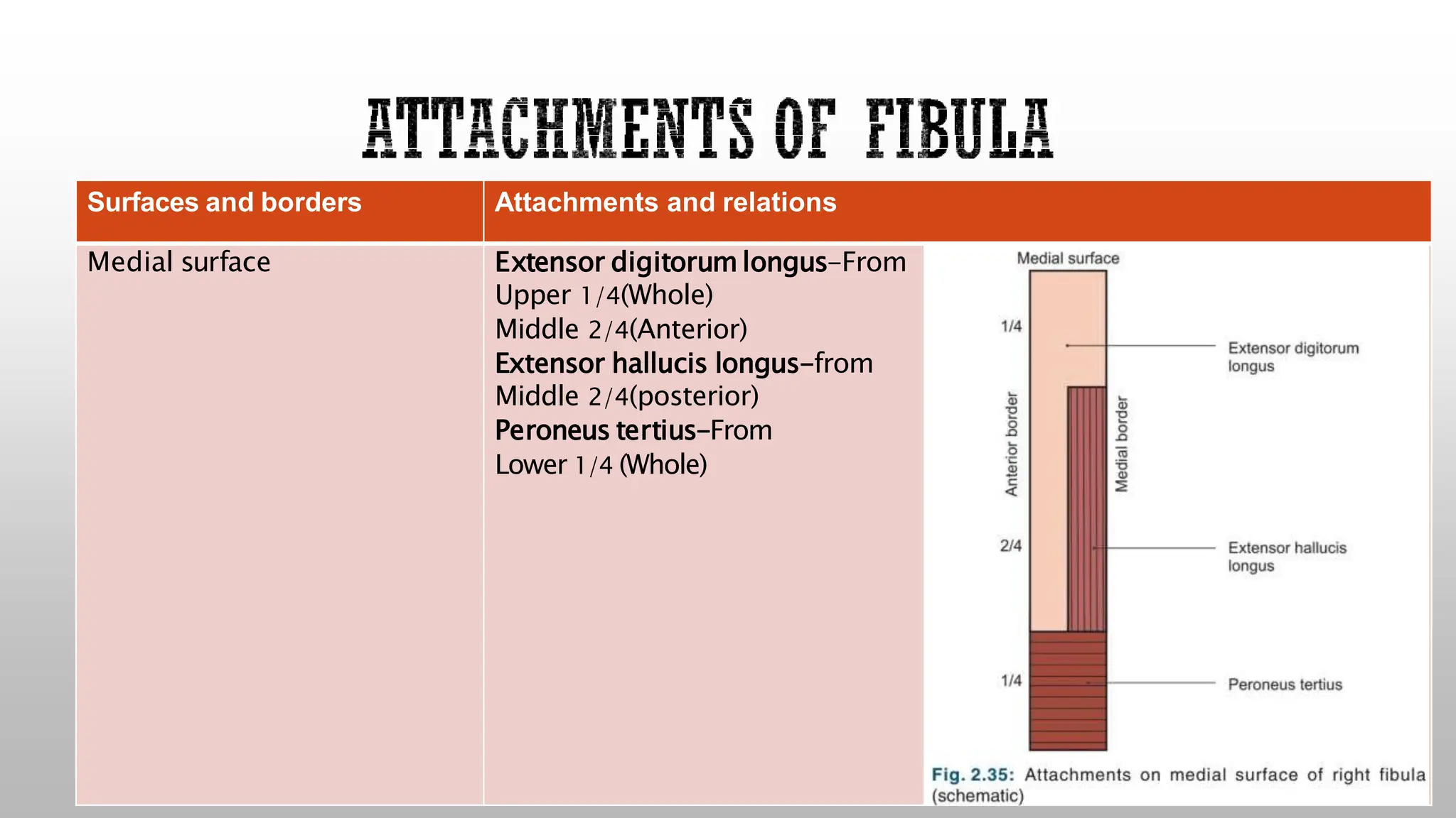 Surfaces and borders Attachments and relations
Medial surface Extensor digitorum longus-From
Upper 1/4(Whole)
Middle 2/4(Anterior)
Extensor hallucis longus-from
Middle 2/4(posterior)
Peroneus tertius-From
Lower 1/4 (Whole)
 