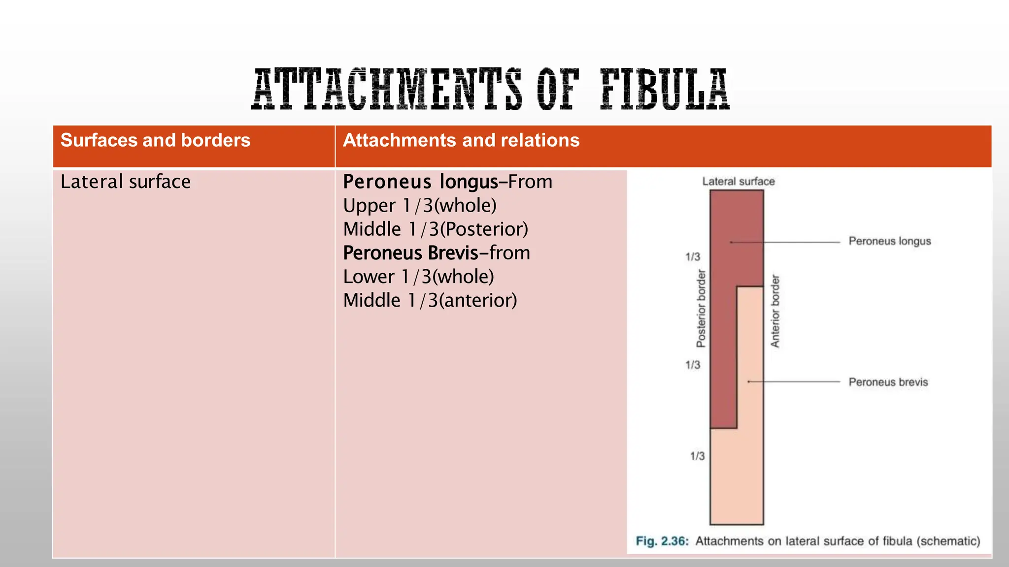Surfaces and borders Attachments and relations
Lateral surface Peroneus longus-From
Upper 1/3(whole)
Middle 1/3(Posterior)
Peroneus Brevis-from
Lower 1/3(whole)
Middle 1/3(anterior)
 