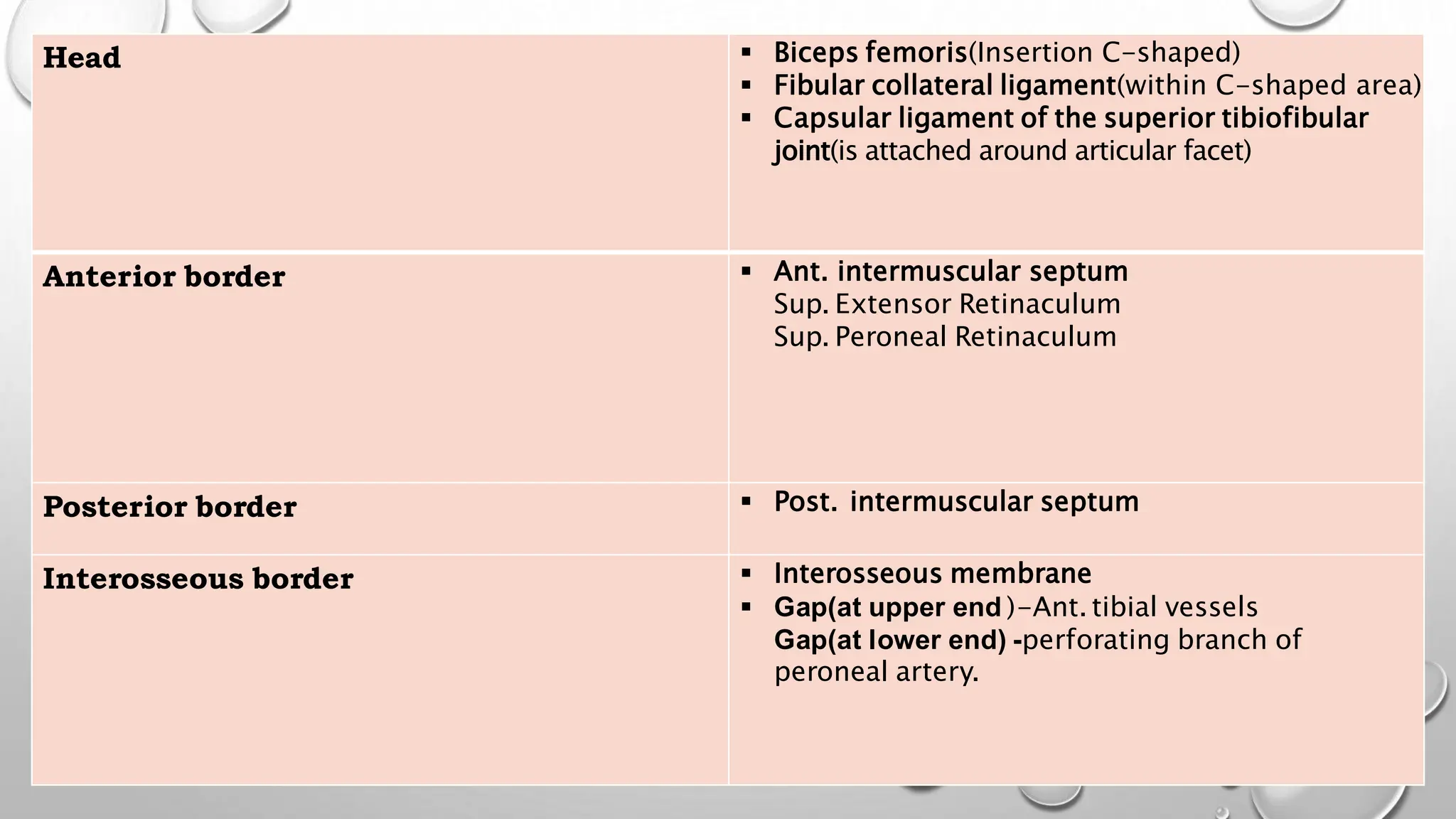 Head  Biceps femoris(Insertion C-shaped)
 Fibular collateral ligament(within C-shaped area)
 Capsular ligament of the superior tibiofibular
joint(is attached around articular facet)
Anterior border  Ant. intermuscular septum
Sup. Extensor Retinaculum
Sup. Peroneal Retinaculum
Posterior border  Post. intermuscular septum
Interosseous border  Interosseous membrane
 Gap(at upper end )-Ant. tibial vessels
Gap(at lower end) -perforating branch of
peroneal artery.
 