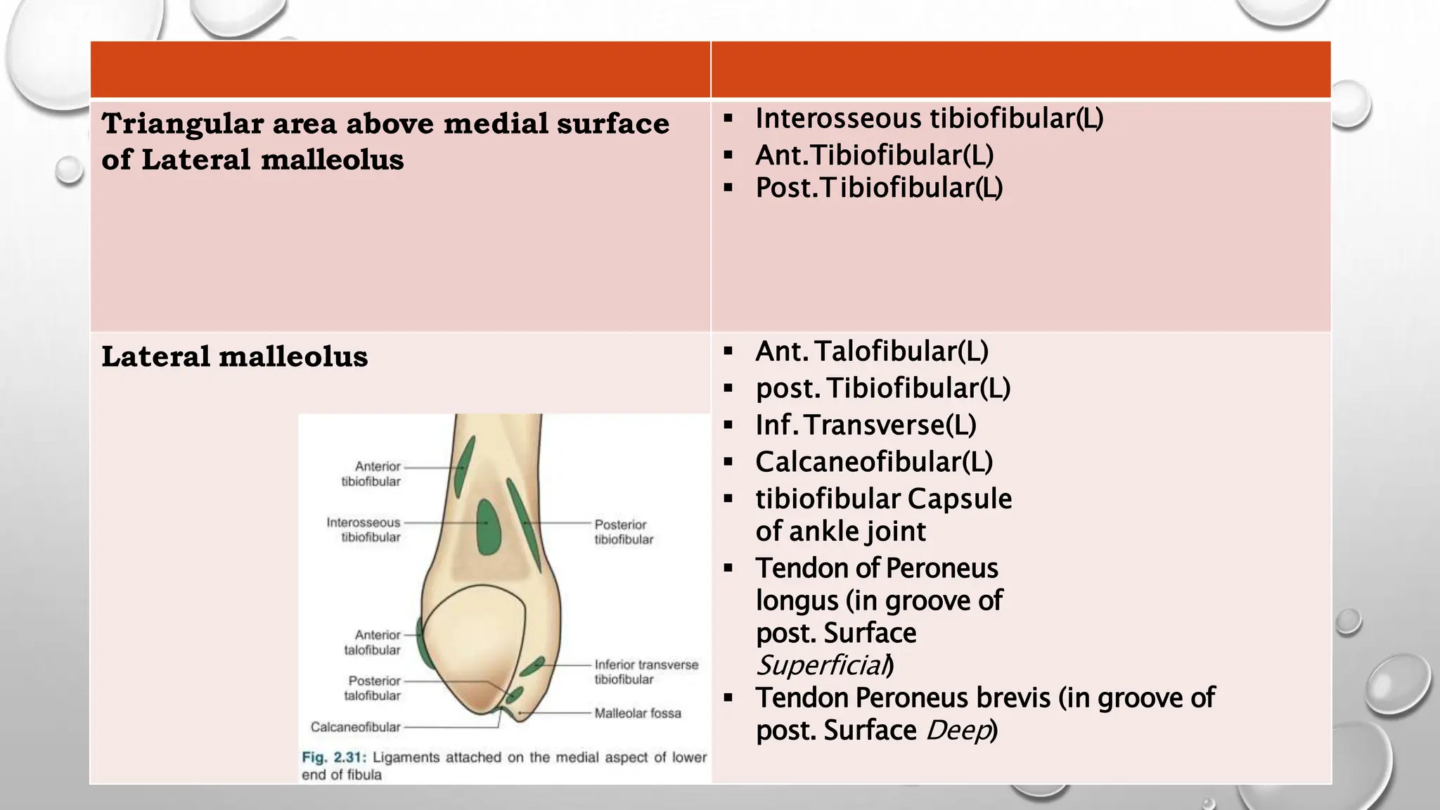 Triangular area above medial surface
of Lateral malleolus
 Interosseous tibiofibular(L)
 Ant.Tibiofibular(L)
 Post.Tibiofibular(L)
Lateral malleolus  Ant. Talofibular(L)
 post. Tibiofibular(L)
 Inf.Transverse(L)
 Calcaneofibular(L)
 tibiofibular Capsule
of ankle joint
 Tendon of Peroneus
longus (in groove of
post. Surface
Superficial)
 Tendon Peroneus brevis (in groove of
post. Surface Deep)
 