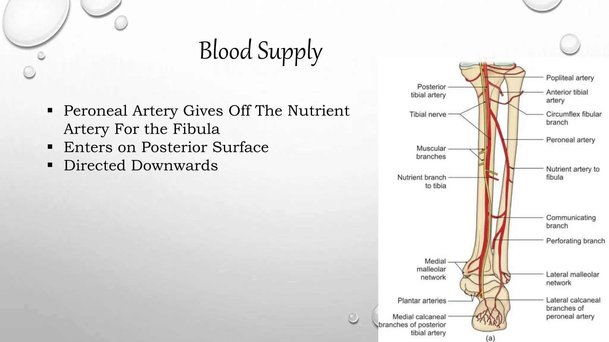 Blood Supply
 Peroneal Artery Gives Off The Nutrient
Artery For the Fibula
 Enters on Posterior Surface
 Directed Downwards
 