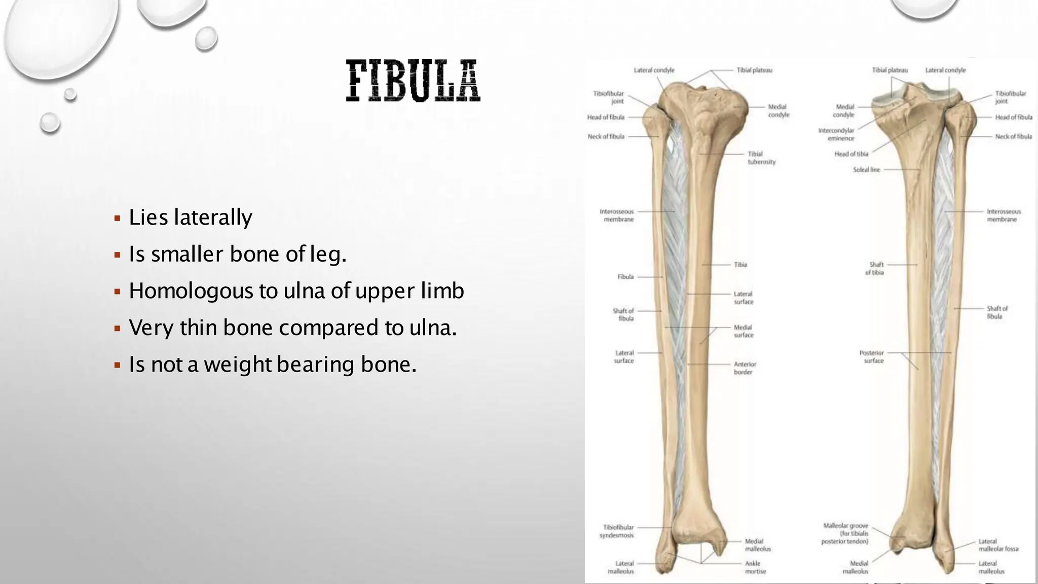  Lies laterally
 Is smaller bone of leg.
 Homologous to ulna of upper limb
 Very thin bone compared to ulna.
 Is not a weight bearing bone.
 