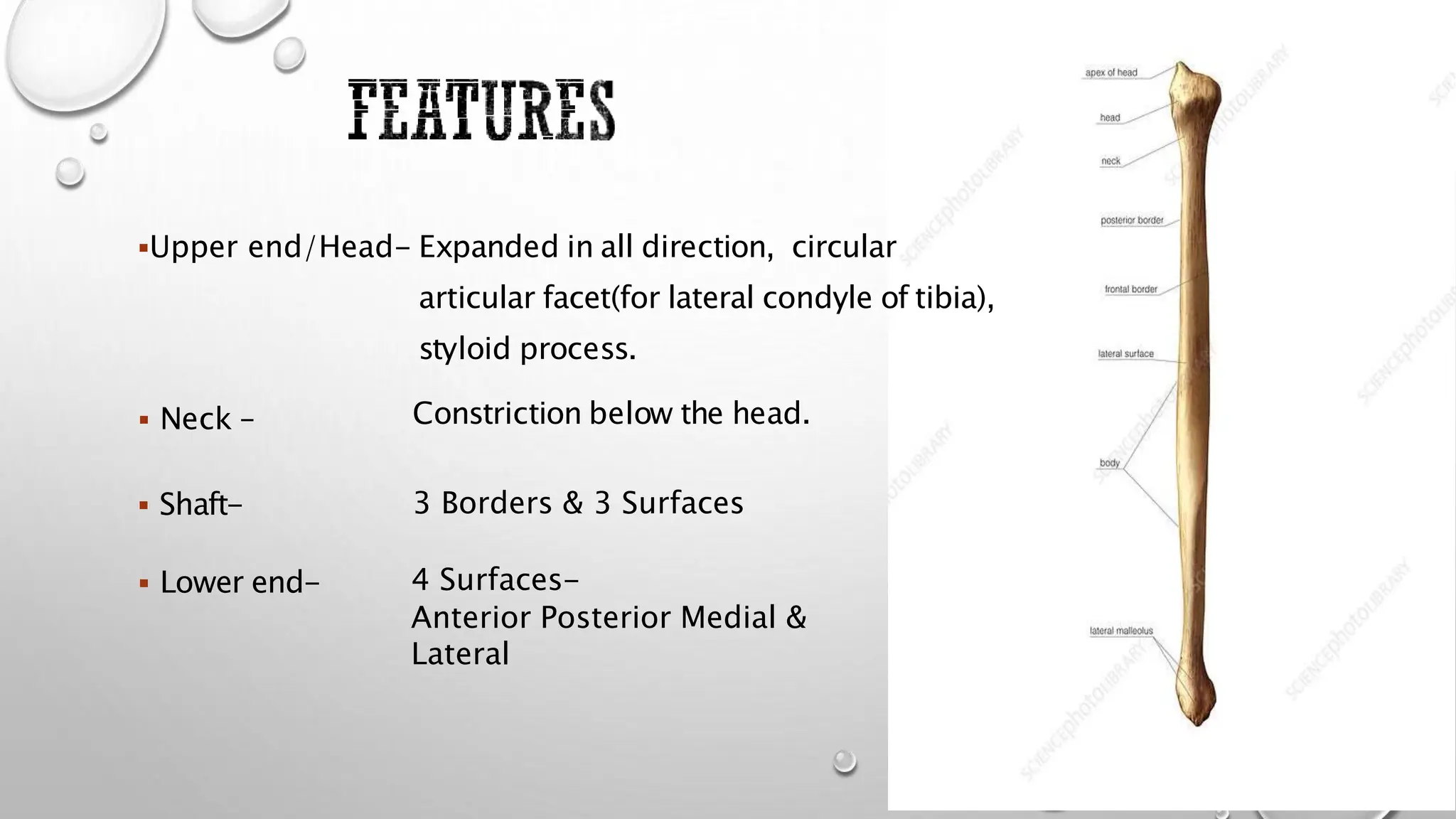 Upper end/Head-
 Neck – Constriction below the head.
 Shaft-
 Lower end-
Expanded in all direction, circular
articular facet(for lateral condyle of tibia),
styloid process.
3 Borders & 3 Surfaces
4 Surfaces-
Anterior Posterior Medial &
Lateral
 