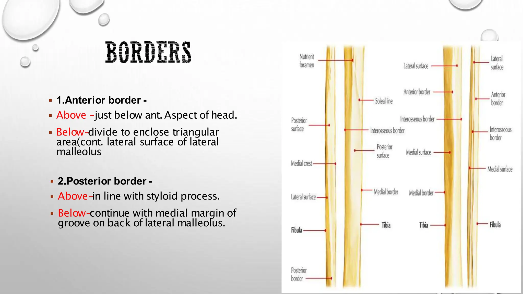  1.Anterior border -
 Above –just below ant. Aspect of head.
 Below-
divide to enclose triangular
area(cont. lateral surface of lateral
malleolus
 2.Posterior border -
 Above-
in line with styloid process.
 Below-
continue with medial margin of
groove on back of lateral malleolus.
 