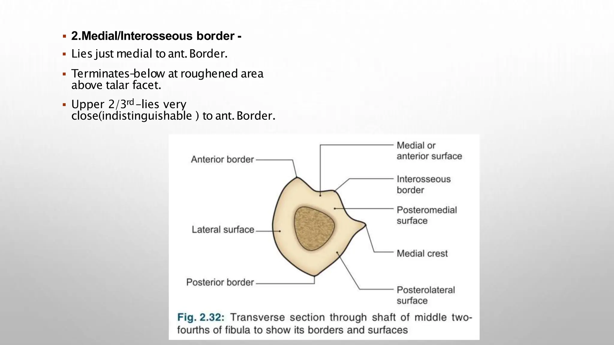  2.Medial/Interosseous border -
 Lies just medial to ant.Border.
 Terminates-
below at roughened area
above talar facet.
 Upper 2/3rd–lies very
close(indistinguishable ) to ant.Border.
 