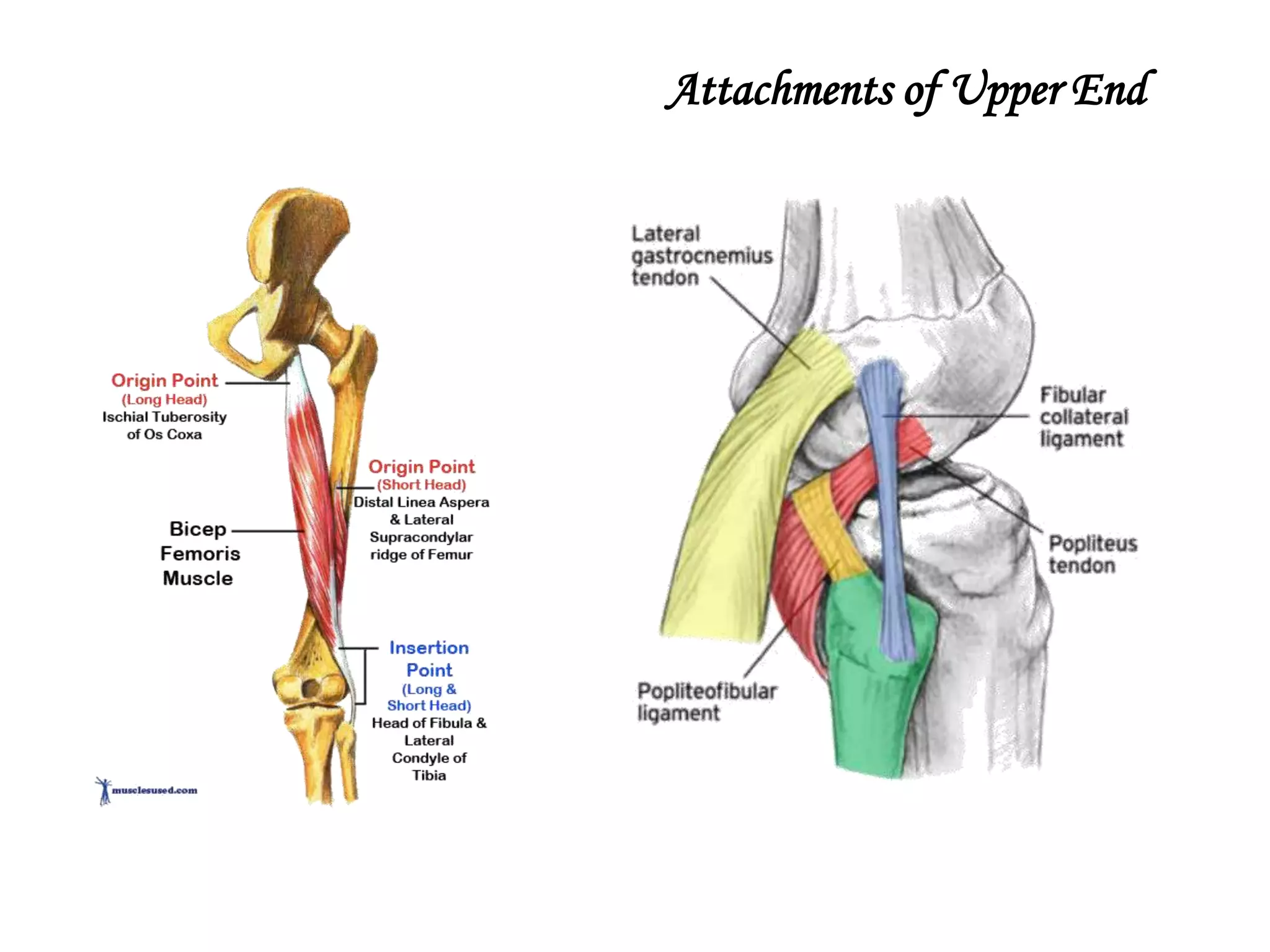 Fibula bone Anatomy PPTX