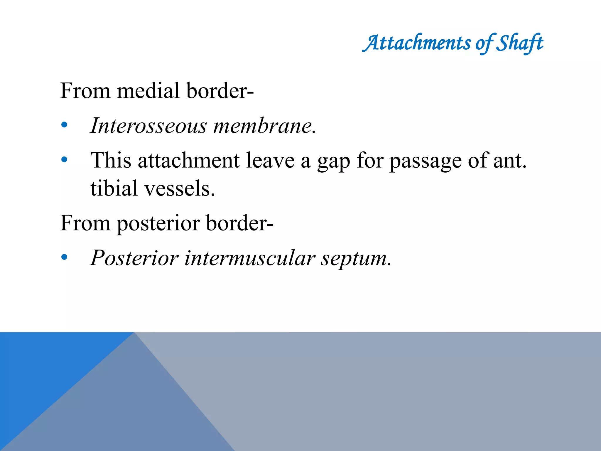 Fibula bone Anatomy | PPTX