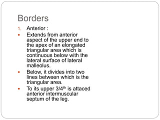 Borders
1. Anterior :
 Extends from anterior
aspect of the upper end to
the apex of an elongated
triangular area which is
continuous below with the
lateral surface of lateral
malleolus.
 Below, it divides into two
lines between which is the
triangular area.
 To its upper 3/4th is attaced
anterior intermuscular
septum of the leg.
 