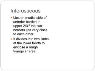Interosseous
 Lies on medial side of
anterior border; in
upper 2/3rd the two
borders lies very close
to each other.
 It divides into two limbs
at the lower fourth to
enclose a rough
triangular area.
 