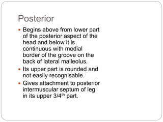 Posterior
 Begins above from lower part
of the posterior aspect of the
head and below it is
continuous with medial
border of the groove on the
back of lateral malleolus.
 Its upper part is rounded and
not easily recognisable.
 Gives attachment to posterior
intermuscular septum of leg
in its upper 3/4th part.
 