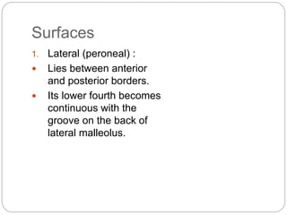 Surfaces
1. Lateral (peroneal) :
 Lies between anterior
and posterior borders.
 Its lower fourth becomes
continuous with the
groove on the back of
lateral malleolus.
 