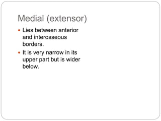 Medial (extensor)
 Lies between anterior
and interosseous
borders.
 It is very narrow in its
upper part but is wider
below.
 