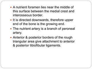  A nutrient foramen lies near the middle of
this surface between the medial crest and
interosseous border.
 It is directed downwards, therefore upper
end of the bone is the growing end.
 The nutrient artery is a branch of peroneal
artery.
 Anterior & posterior borders of the rough
triangular area give attachment to anterior
& posterior tibiofibular ligaments.
 