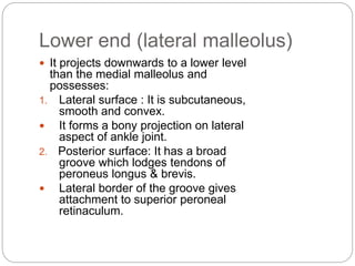 Lower end (lateral malleolus)
 It projects downwards to a lower level
than the medial malleolus and
possesses:
1. Lateral surface : It is subcutaneous,
smooth and convex.
 It forms a bony projection on lateral
aspect of ankle joint.
2. Posterior surface: It has a broad
groove which lodges tendons of
peroneus longus & brevis.
 Lateral border of the groove gives
attachment to superior peroneal
retinaculum.
 