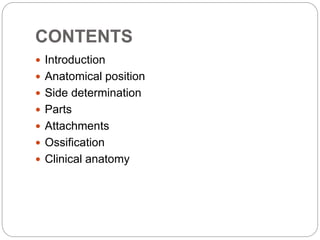 CONTENTS
 Introduction
 Anatomical position
 Side determination
 Parts
 Attachments
 Ossification
 Clinical anatomy
 