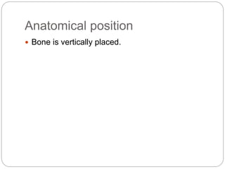 Anatomical position
 Bone is vertically placed.
 