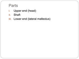 Parts
I. Upper end (head)
II. Shaft
III. Lower end (lateral malleolus)
 