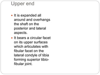 Upper end
 It is expanded all
around and overhangs
the shaft on the
posterior and lateral
aspects.
 It bears a circular facet
on its upper surfaces
which articulates with
fibular facet on the
lateral condyle of tibia
forming superior tibio-
fibular joint.
 