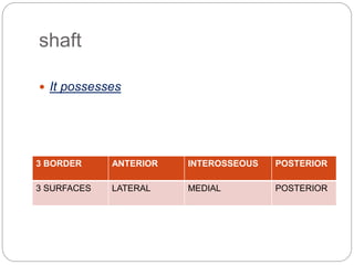 shaft
 It possesses
3 BORDER ANTERIOR INTEROSSEOUS POSTERIOR
3 SURFACES LATERAL MEDIAL POSTERIOR
 