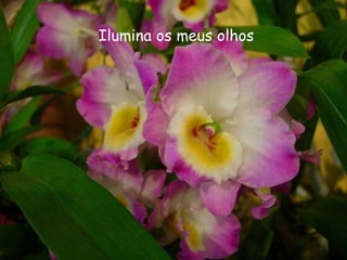 Ilumina os meus olhos 