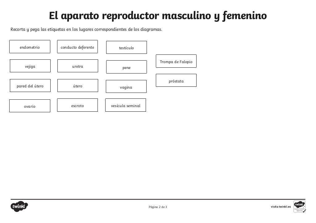 ficha-de-actividad-el-aparato-reproductor-masculino-y-femenino_ver_1.pdf