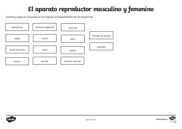 ficha-de-actividad-el-aparato-reproductor-masculino-y-femenino_ver_1.pdf