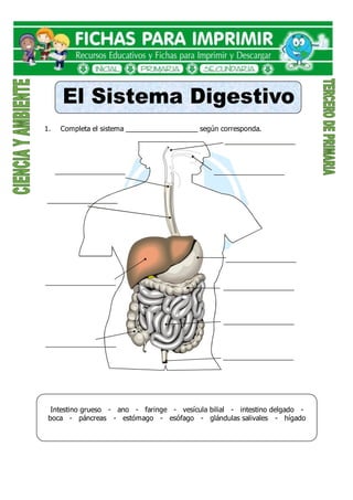 1. Completa el sistema __________________ según corresponda.
Intestino grueso - ano - faringe - vesícula bilial - intestino delgado -
boca - páncreas - estómago - esófago - glándulas salivales - hígado
 