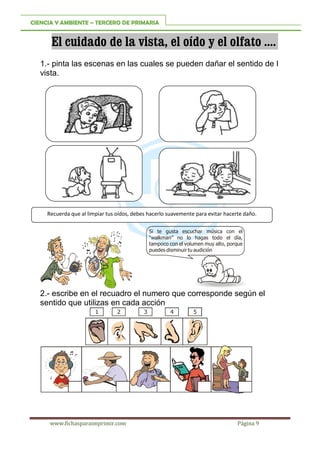 Los 5 Sentidos Para Tercero De Primaria Fichas Para Imprimir 1222x1222