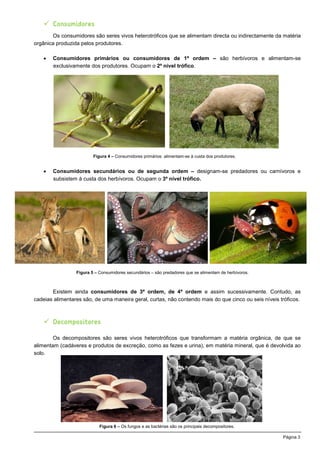 Consumidores
       Os consumidores são seres vivos heterotróficos que se alimentam directa ou indirectamente da matéria
o...